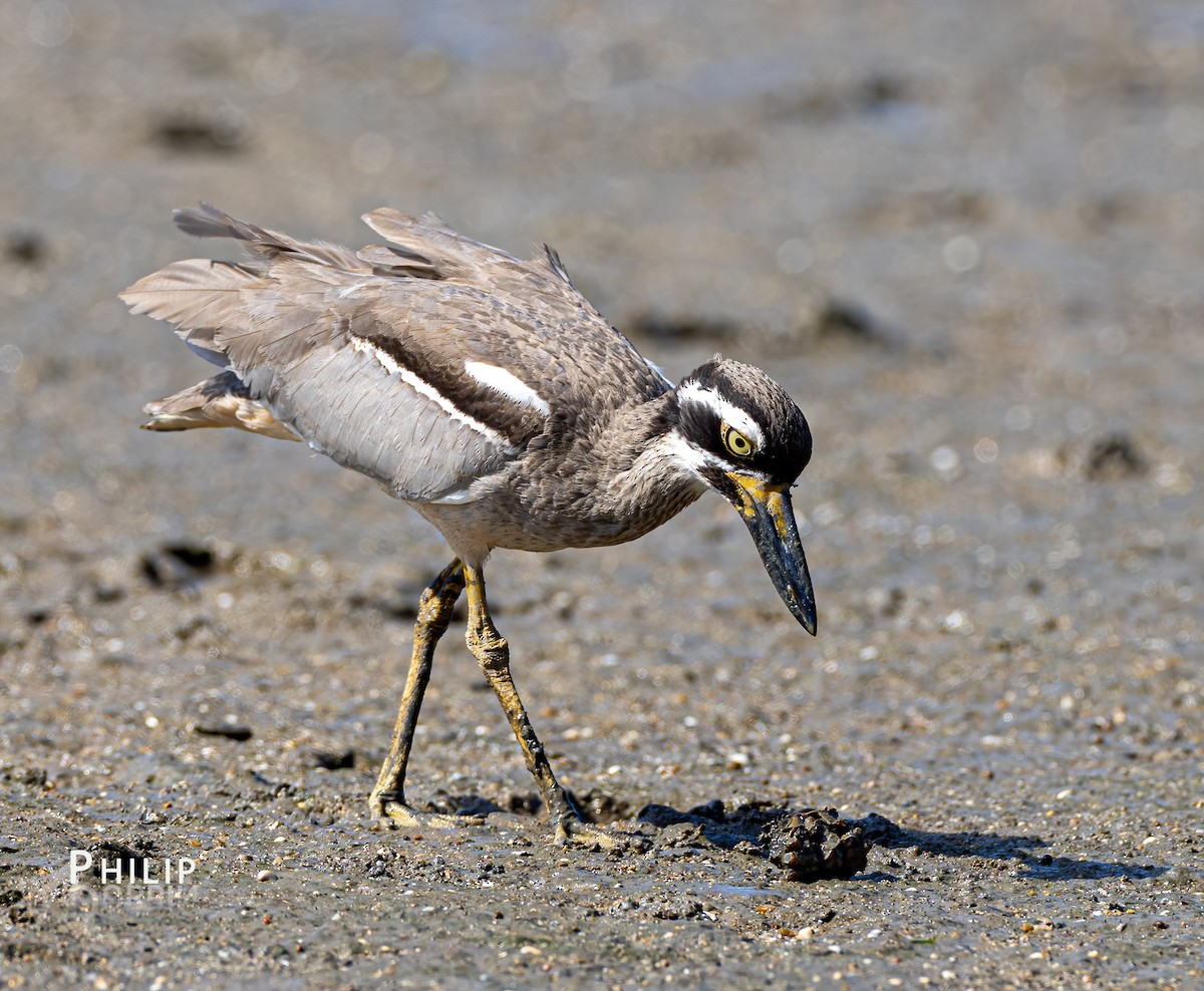 Beach Thick-knee - ML620280754