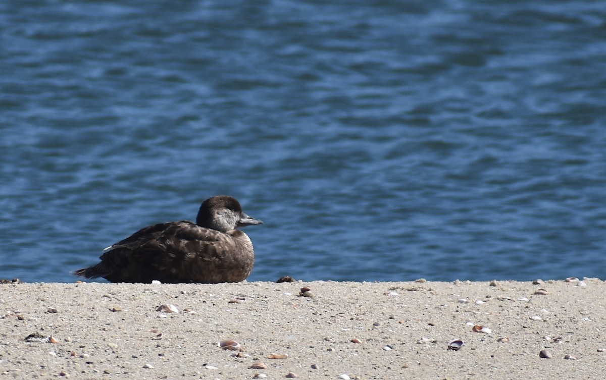 Black Scoter - ML620280755