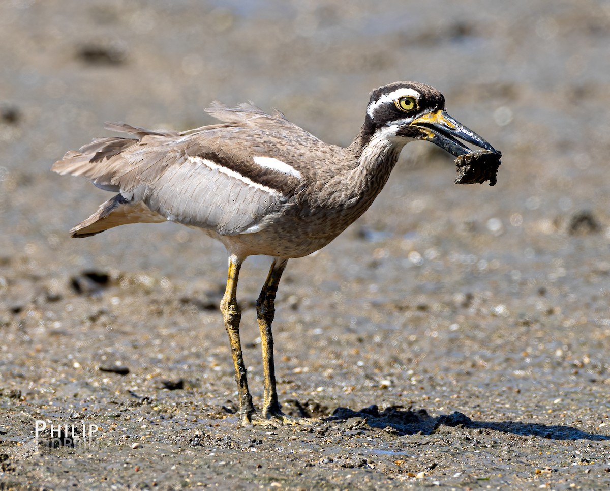 Beach Thick-knee - ML620280757