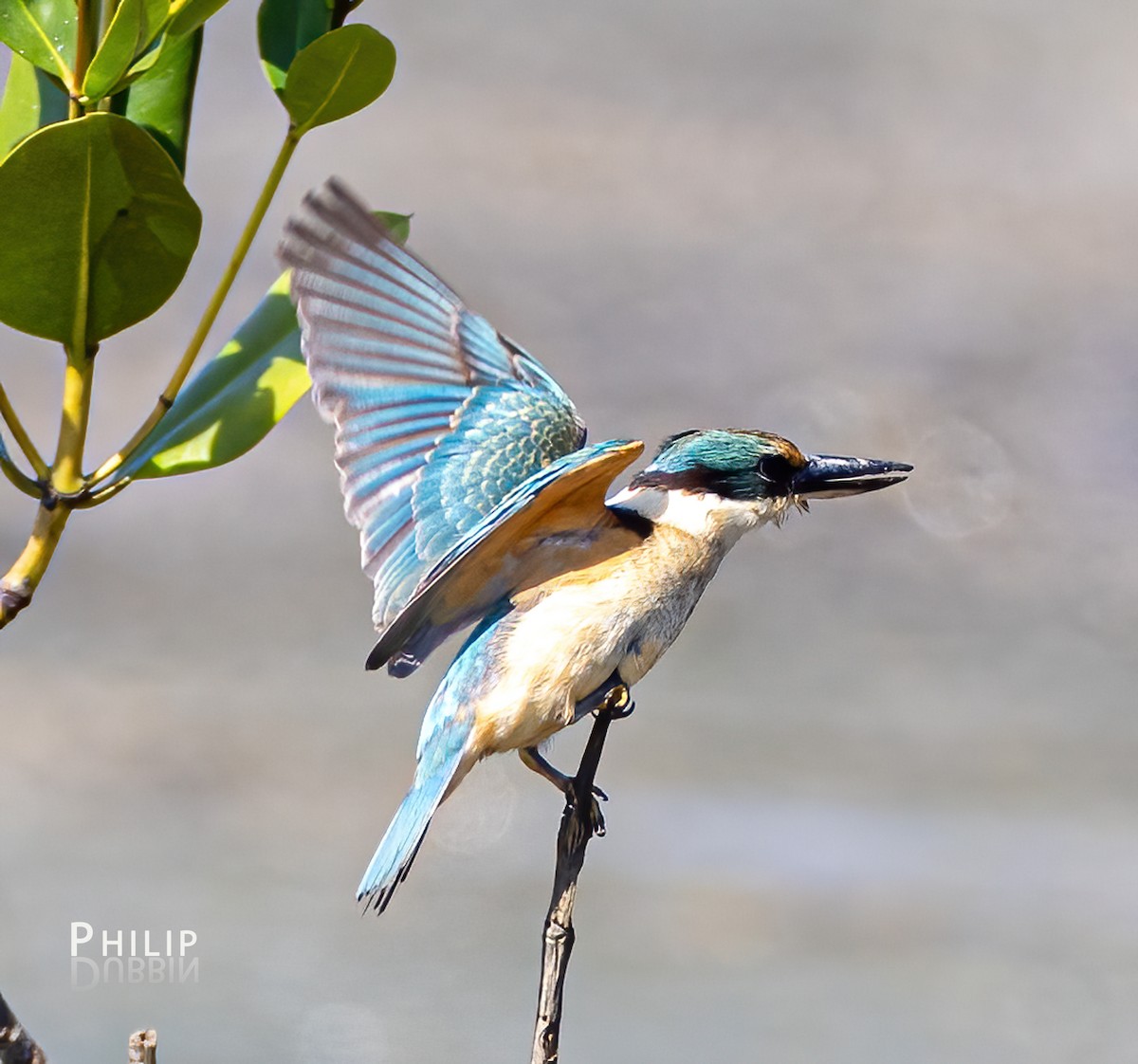 Sacred Kingfisher - Philip Dubbin