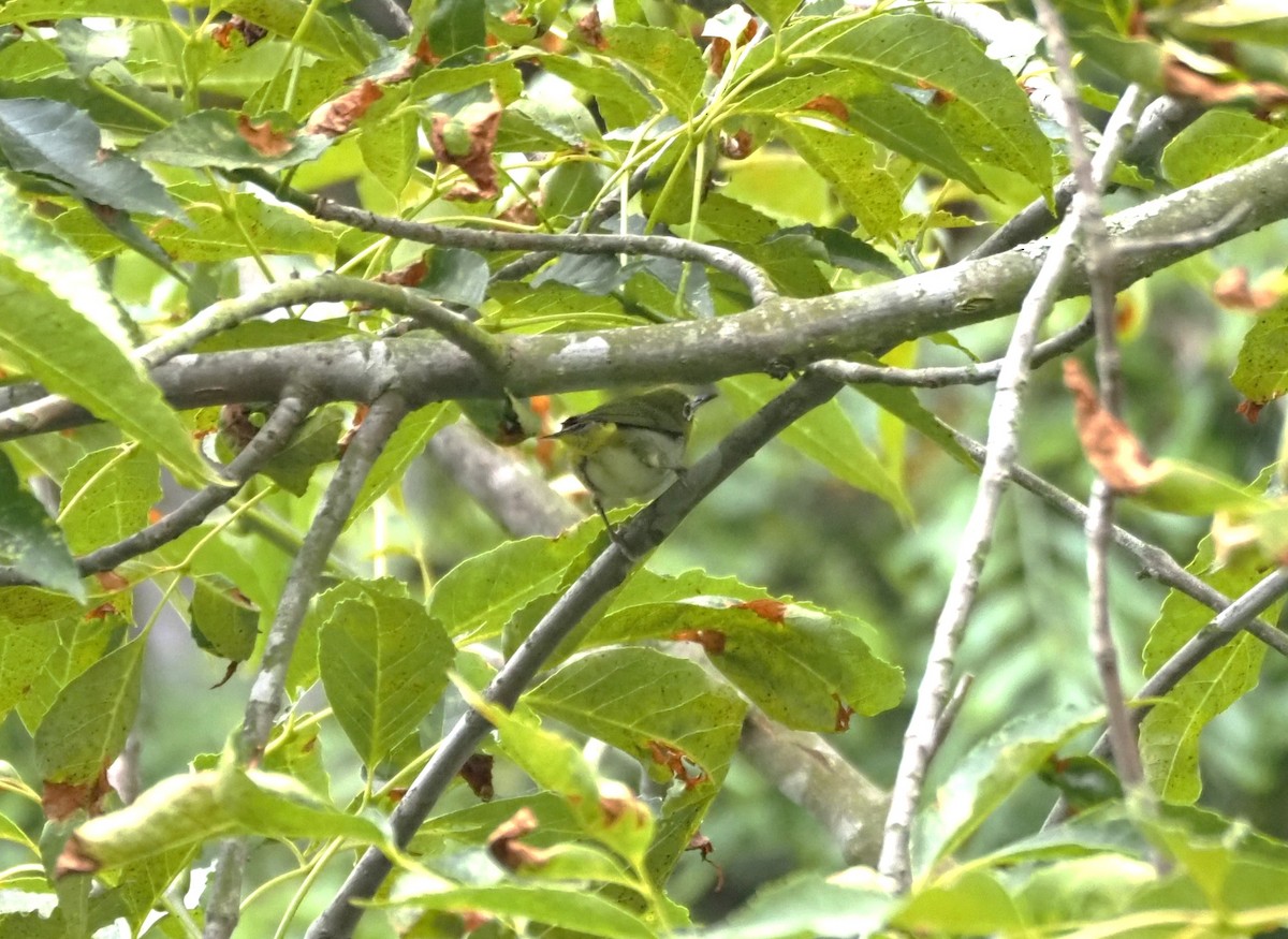 Swinhoe's White-eye - ML620280760