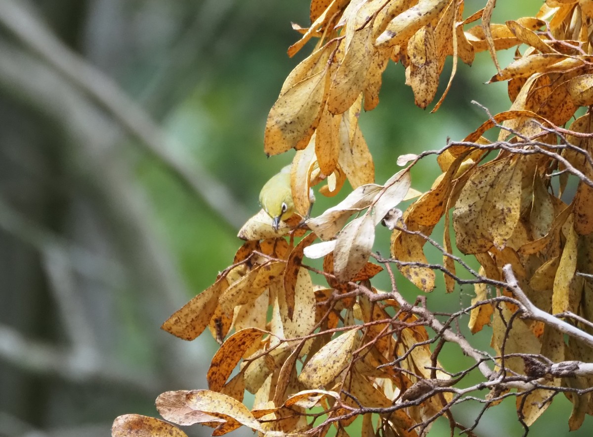 Swinhoe's White-eye - ML620280761