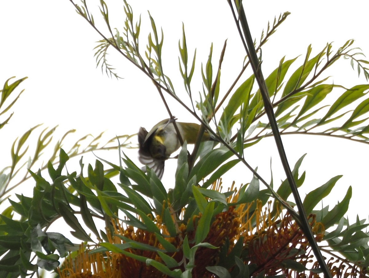 Swinhoe's White-eye - Uma Sachdeva