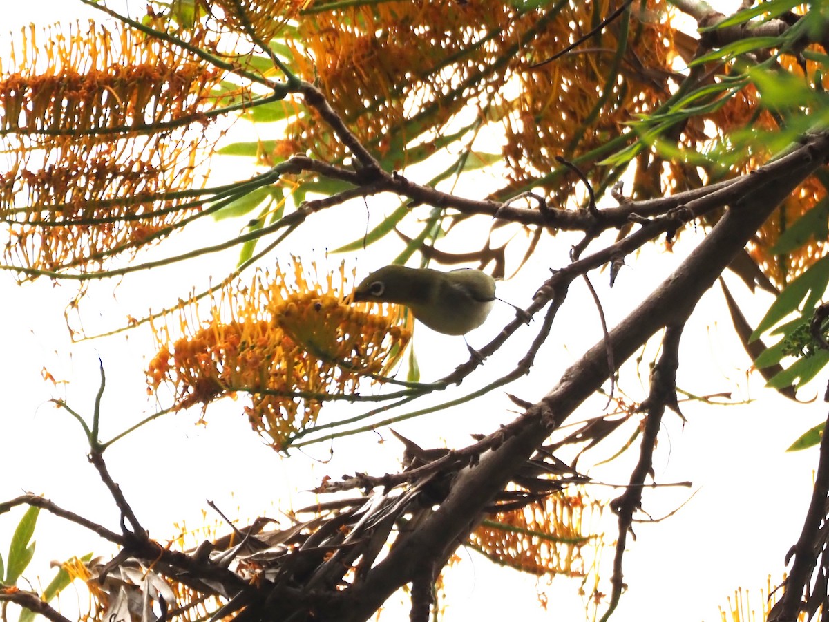 Swinhoe's White-eye - ML620280764