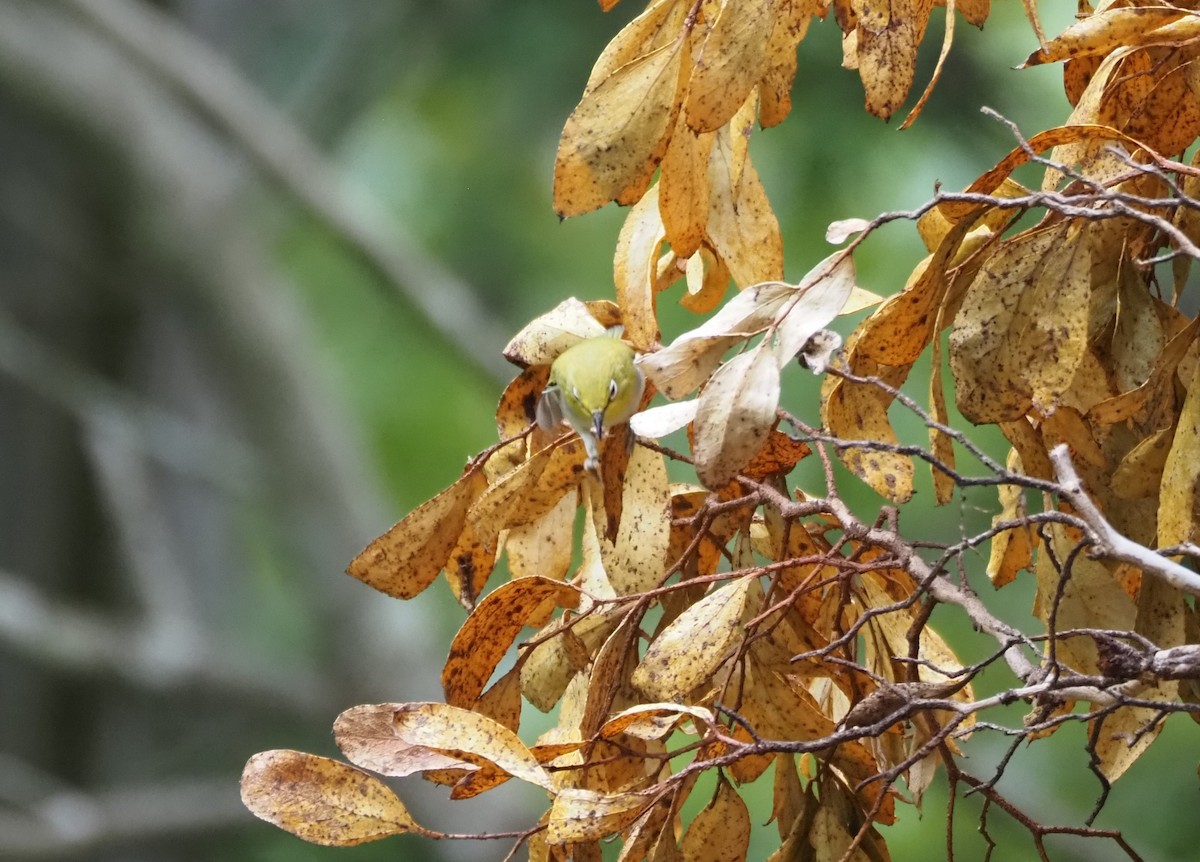 Swinhoe's White-eye - ML620280765