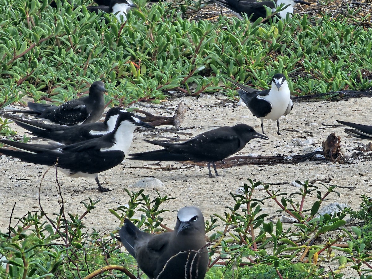 Sooty Tern - ML620280767