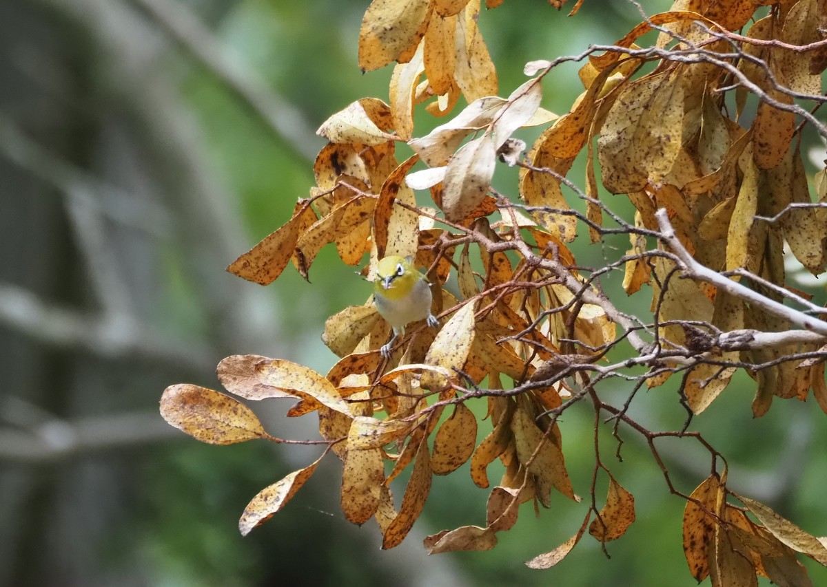 Swinhoe's White-eye - ML620280768