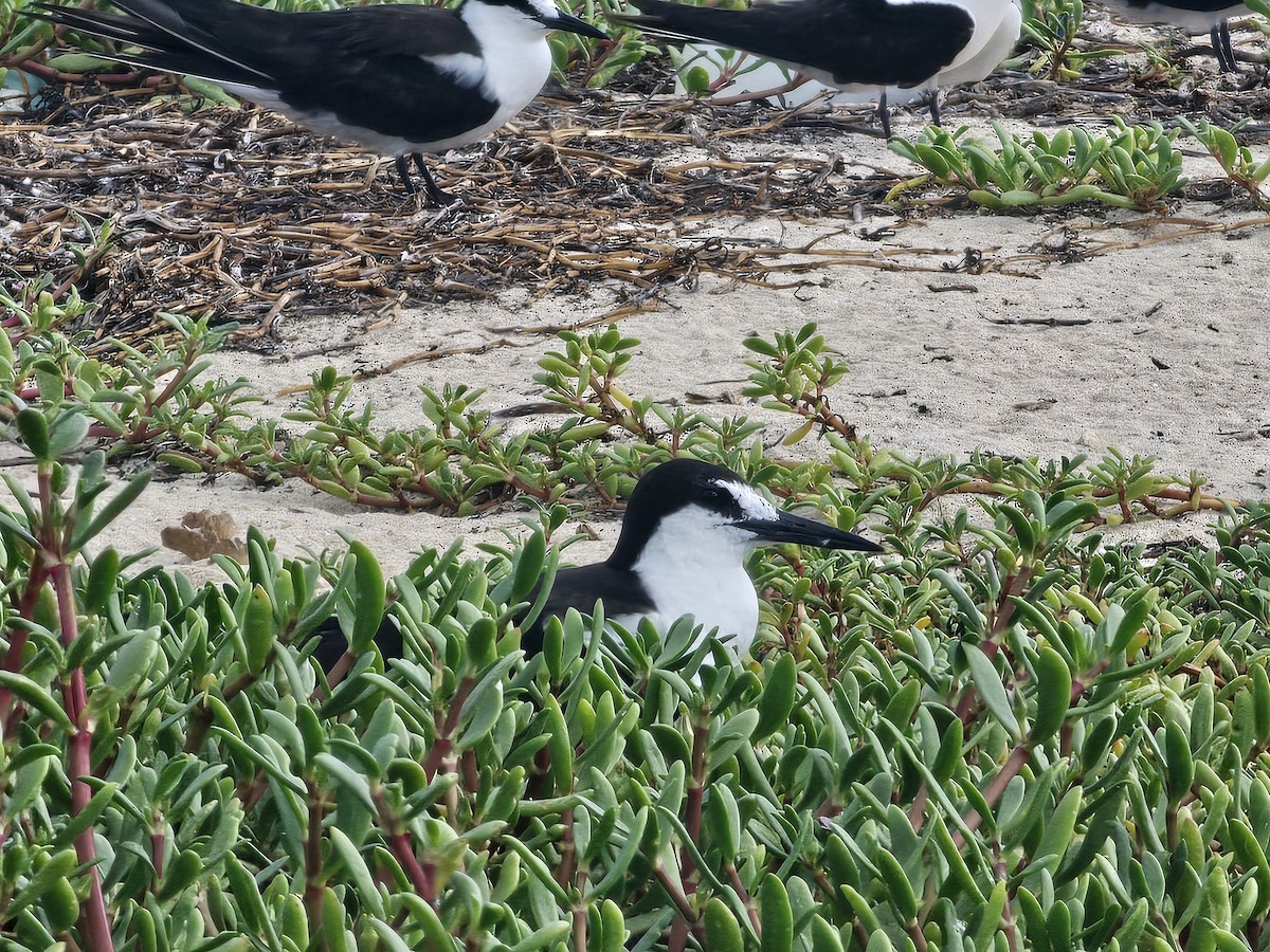 Sooty Tern - ML620280769