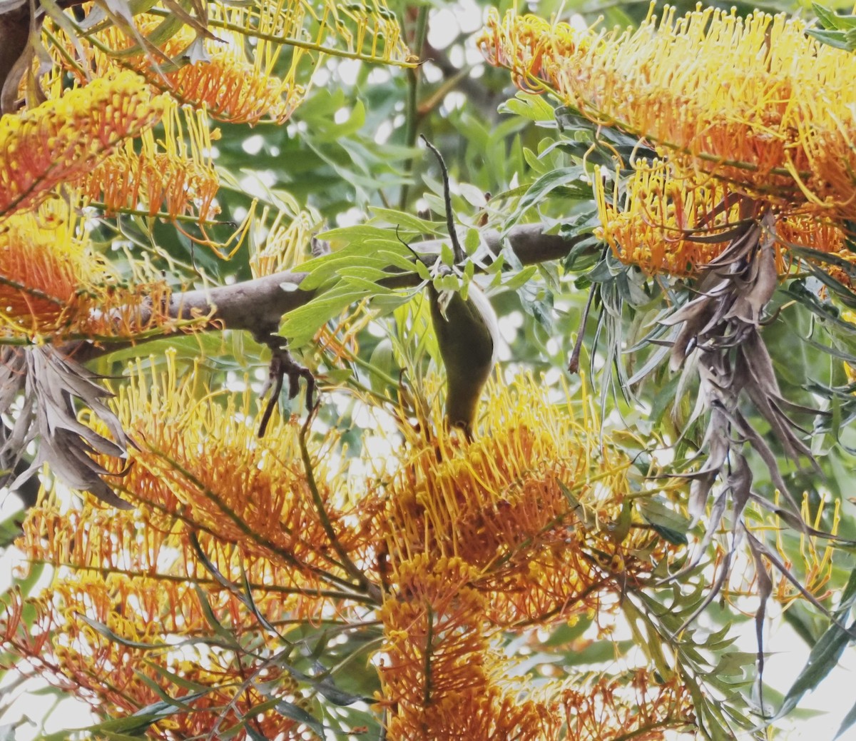 Swinhoe's White-eye - ML620280770