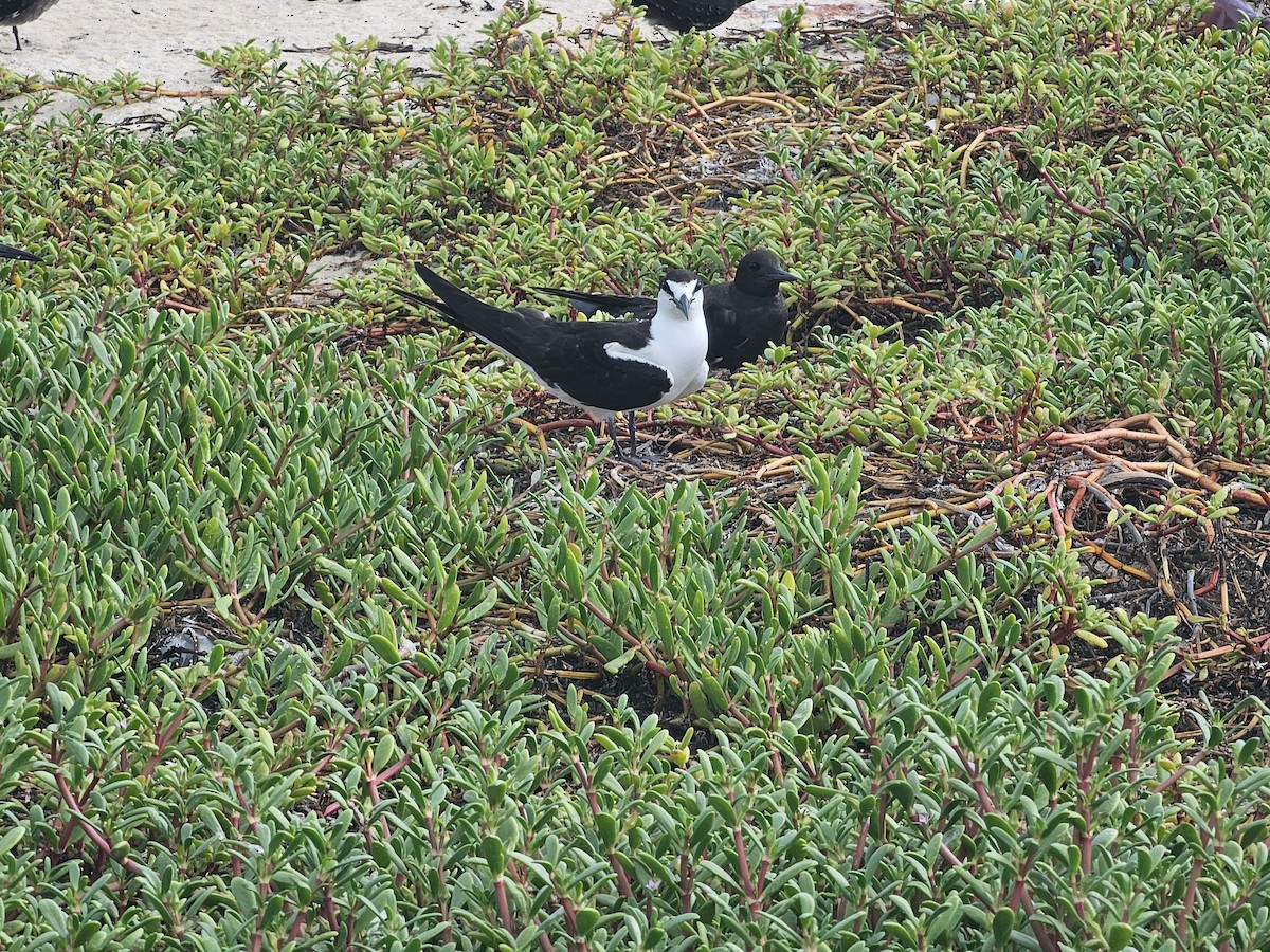 Sooty Tern - ML620280772