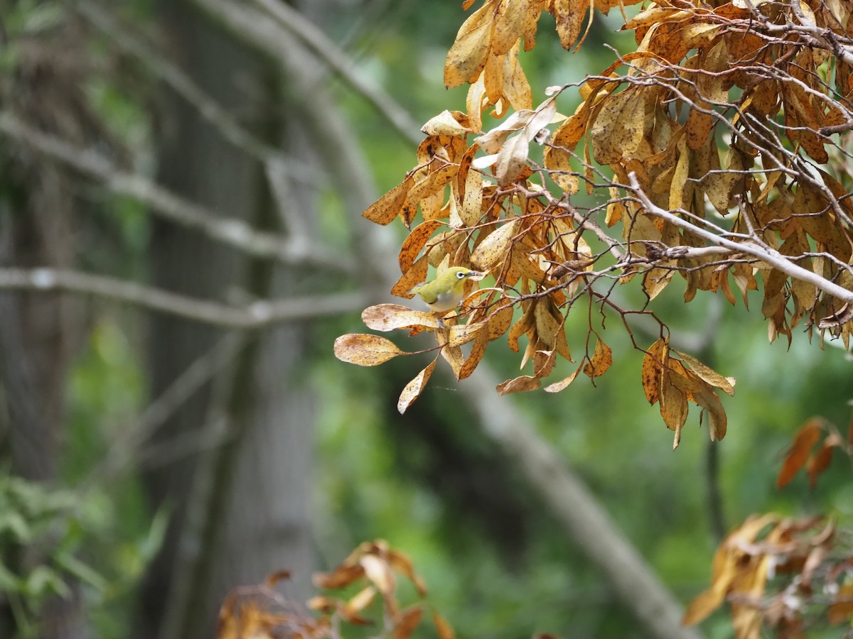 Swinhoe's White-eye - ML620280773