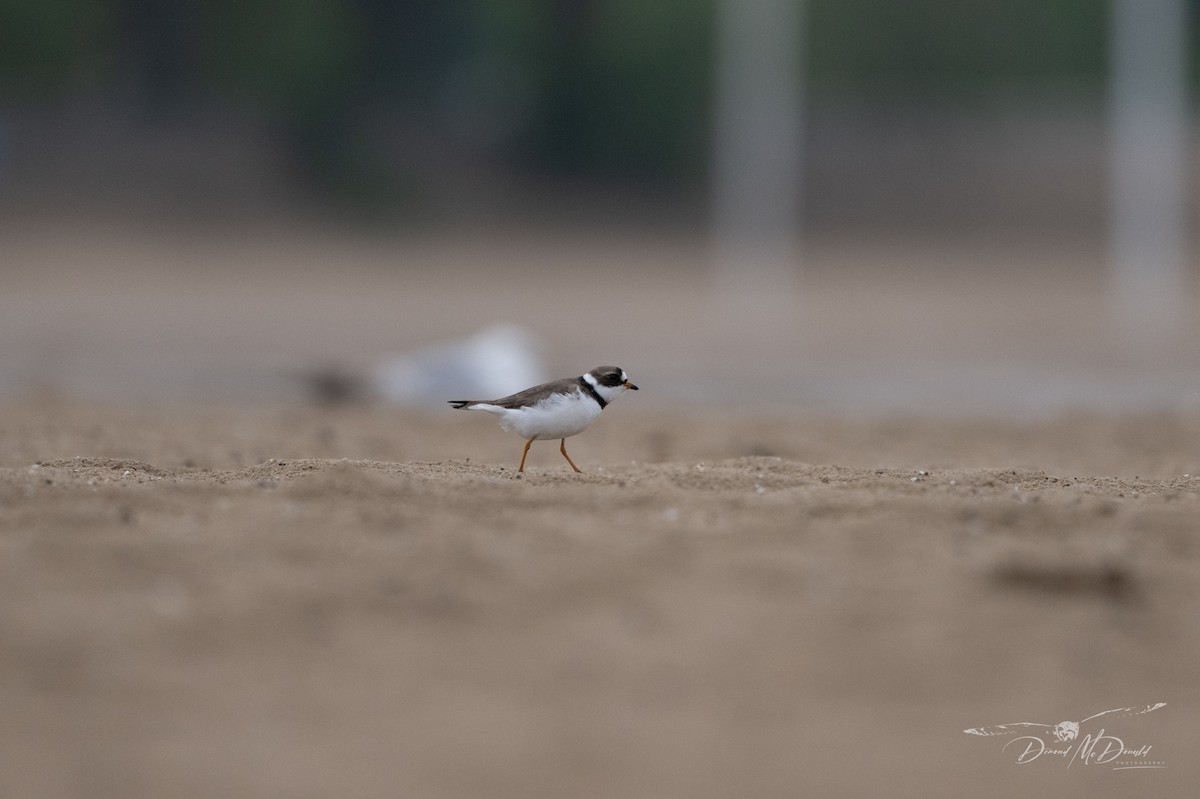 Semipalmated Plover - ML620280774