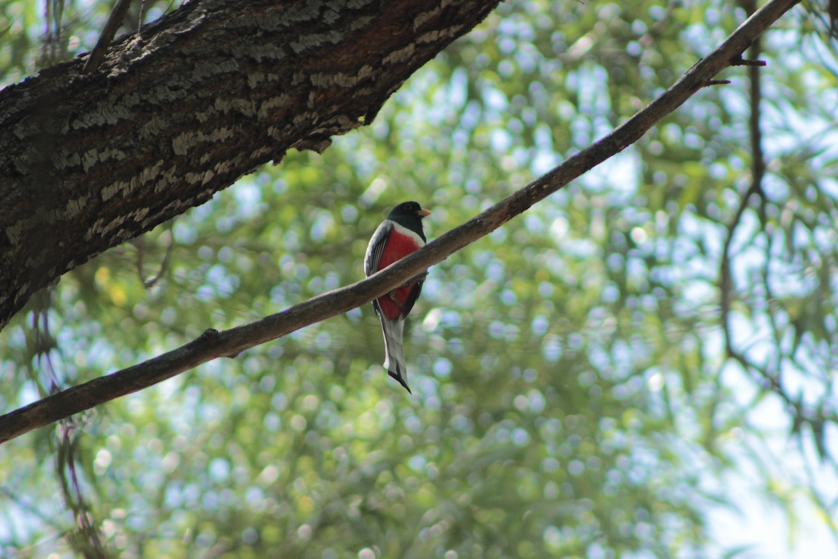 Elegant Trogon - ML620280777