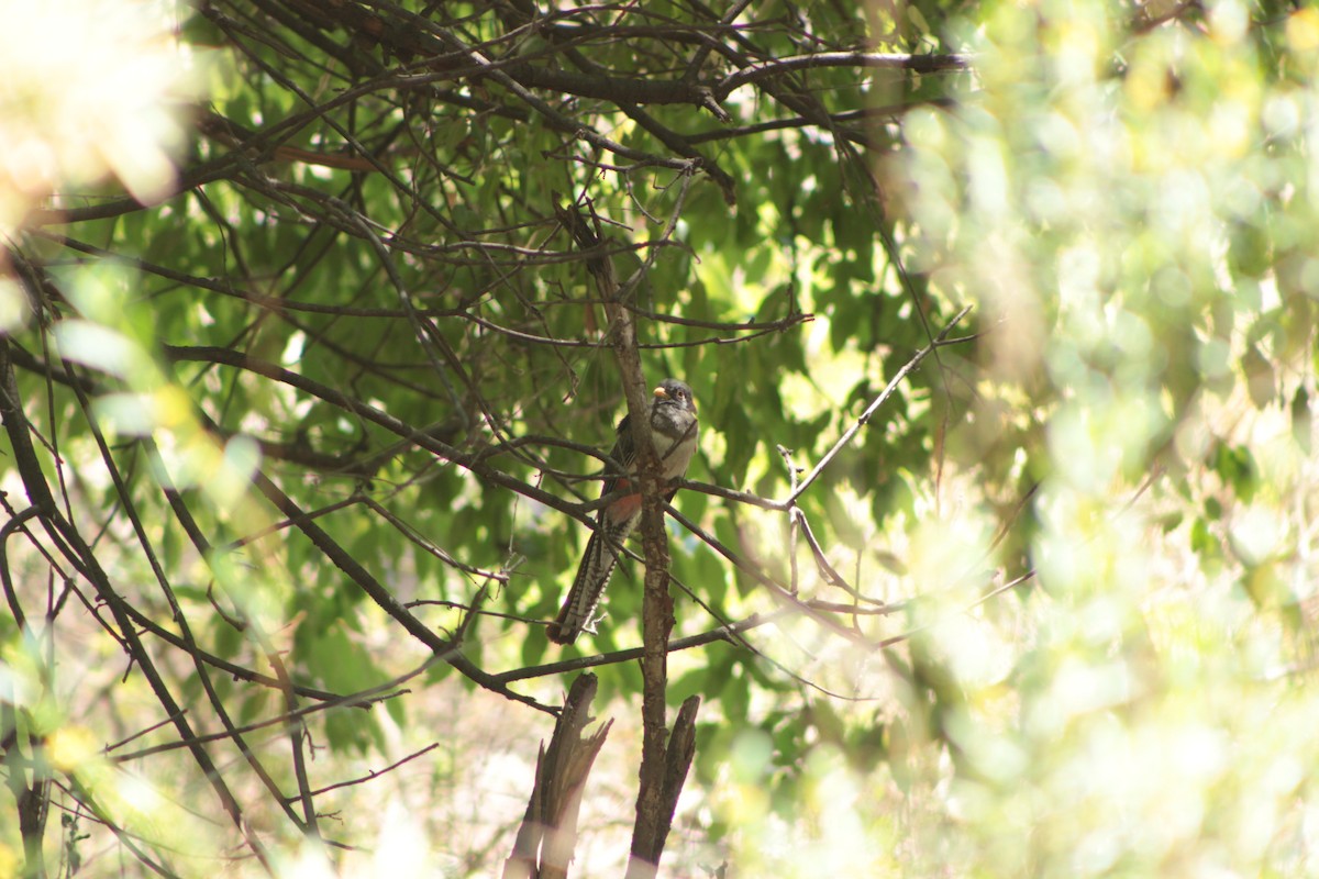 Trogon élégant - ML620280778