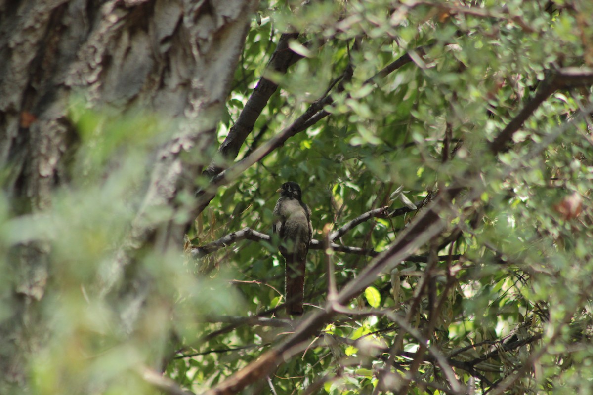 Zarif Trogon - ML620280782