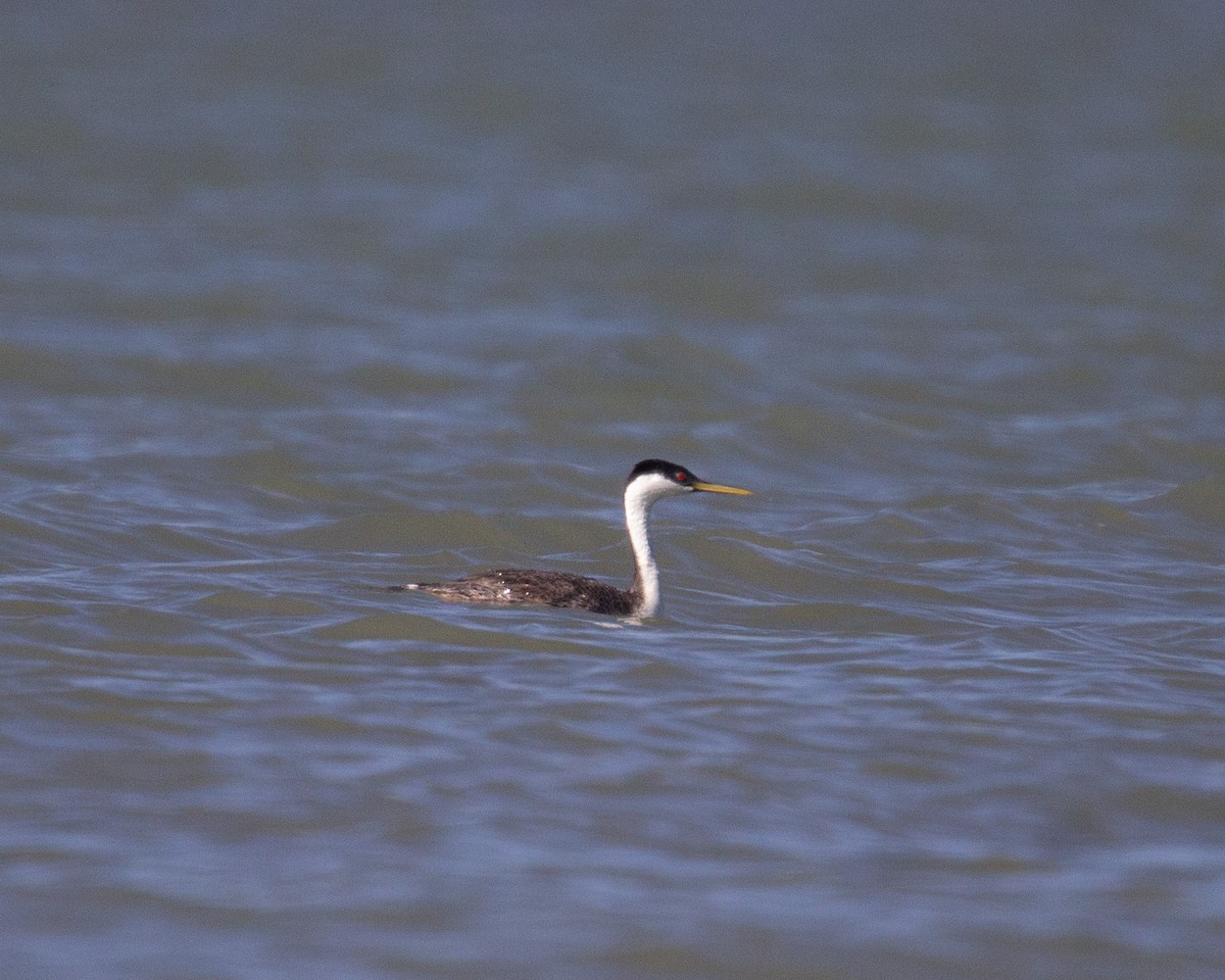 Western Grebe - ML620280783