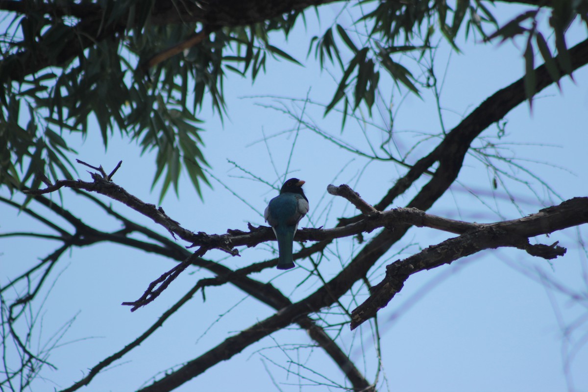 trogon krásný - ML620280785