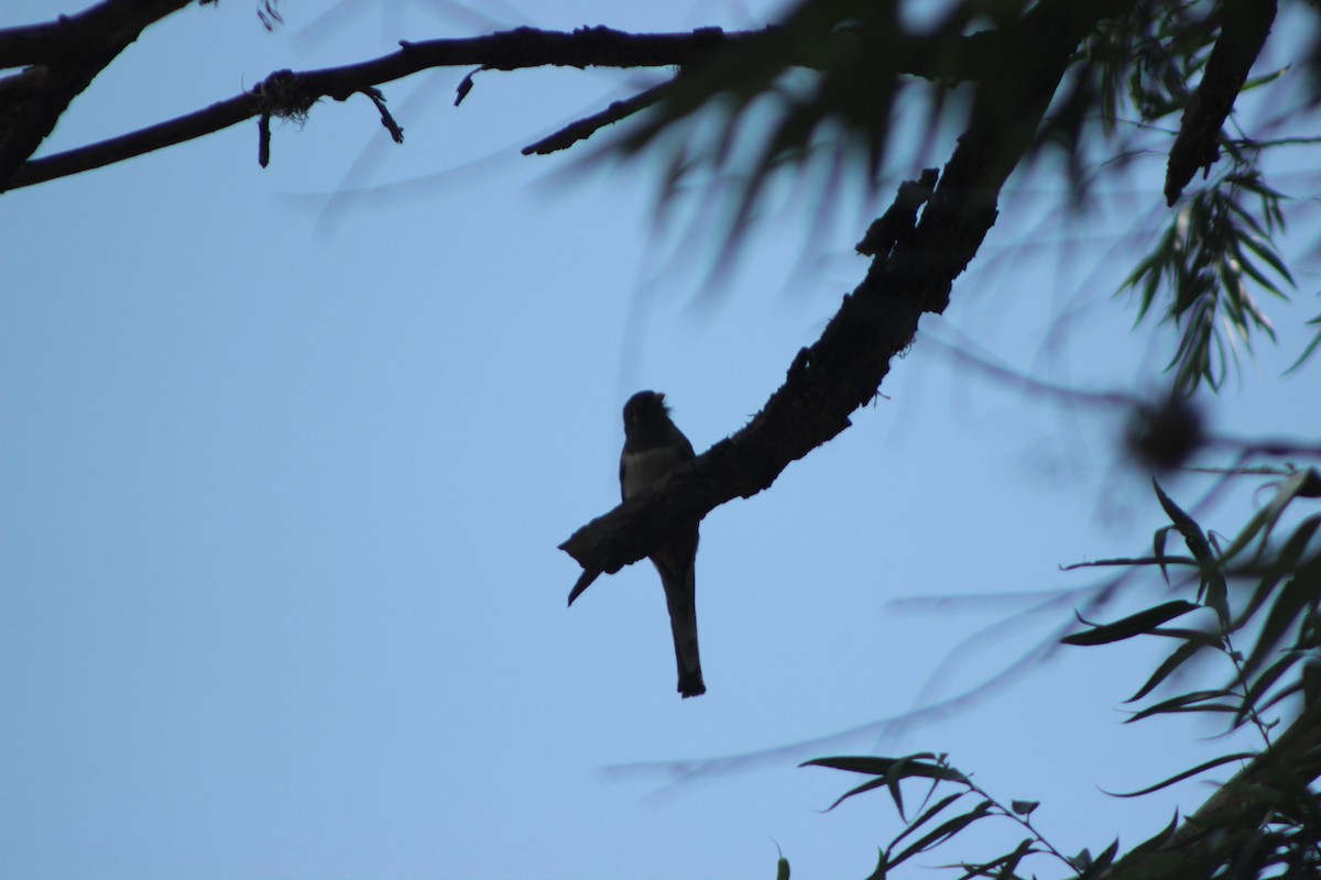 Trogon élégant - ML620280789