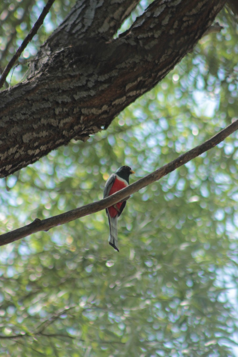 trogon krásný - ML620280790