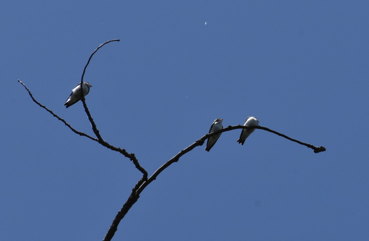 Tree Swallow - ML620280791