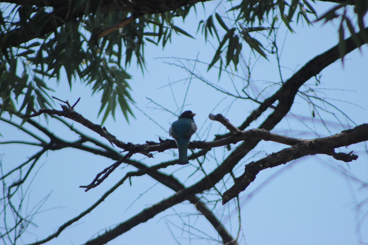 trogon krásný - ML620280792