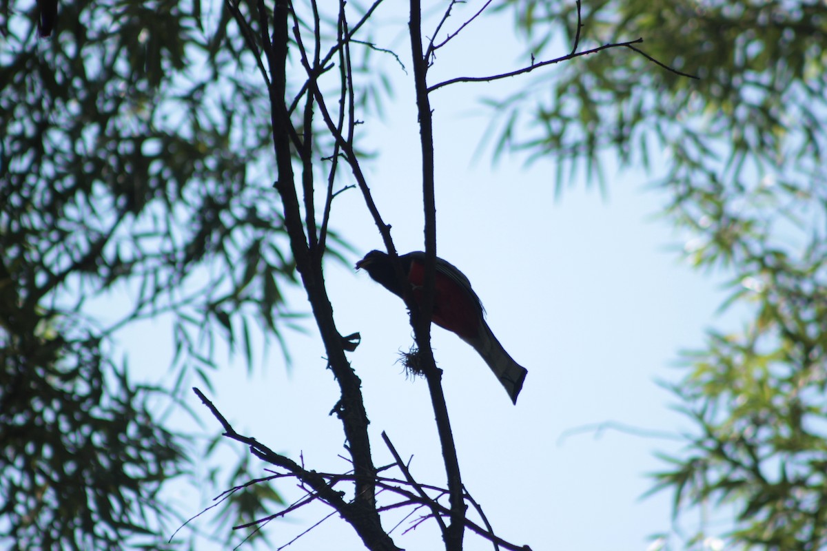 Elegant Trogon - Emiliano Morales García