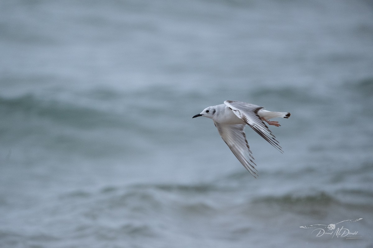 Mouette de Bonaparte - ML620280797