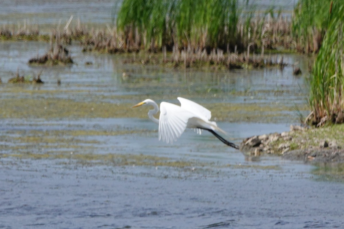 Great Egret - ML620280801