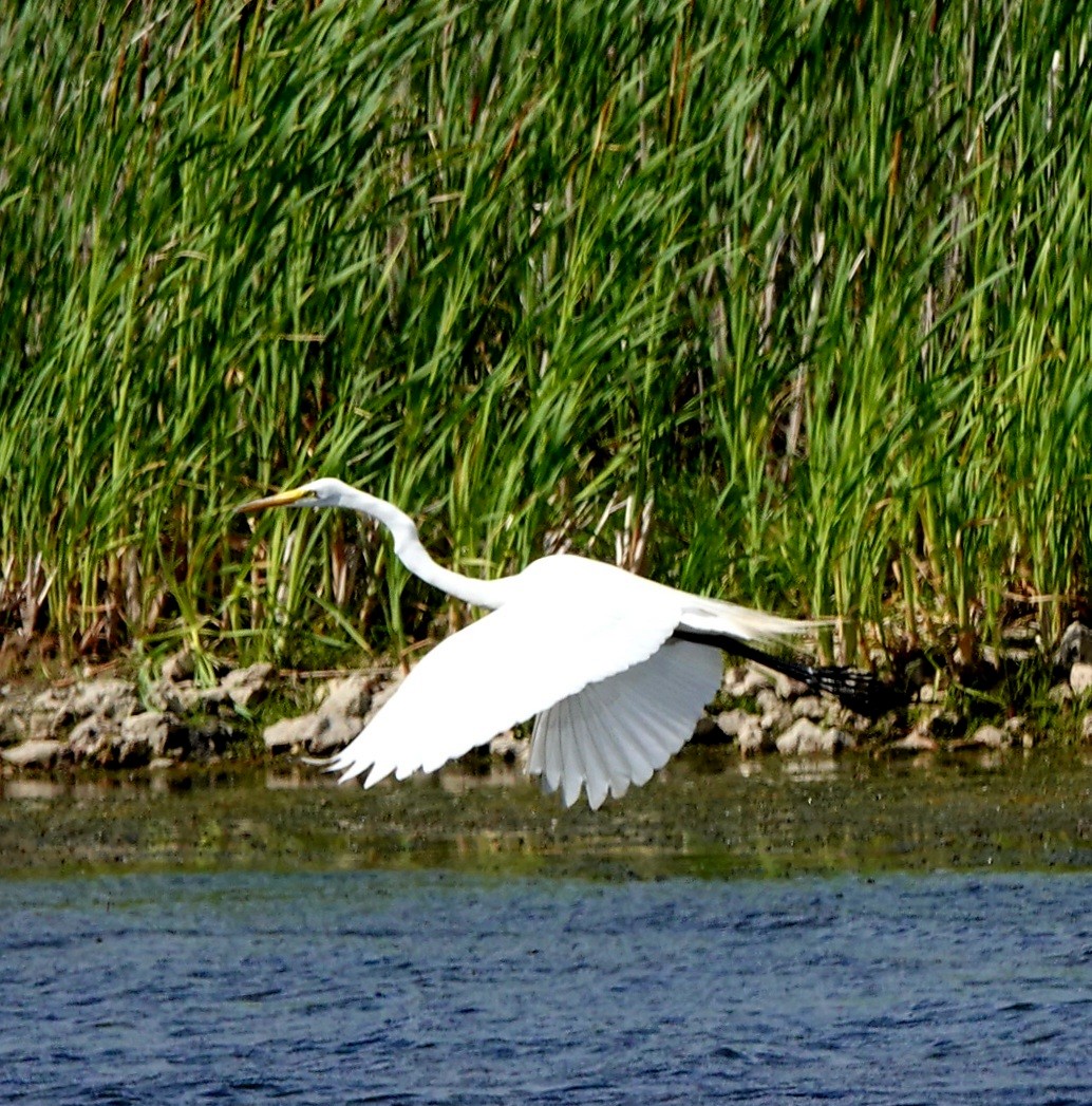 Great Egret - ML620280802