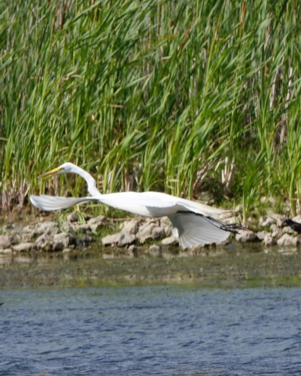 Great Egret - ML620280804