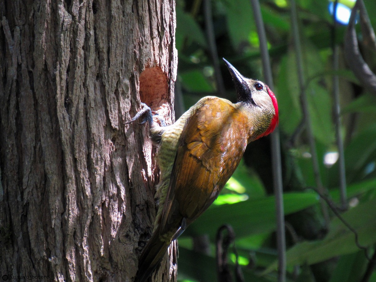 Golden-olive Woodpecker - ML620280806