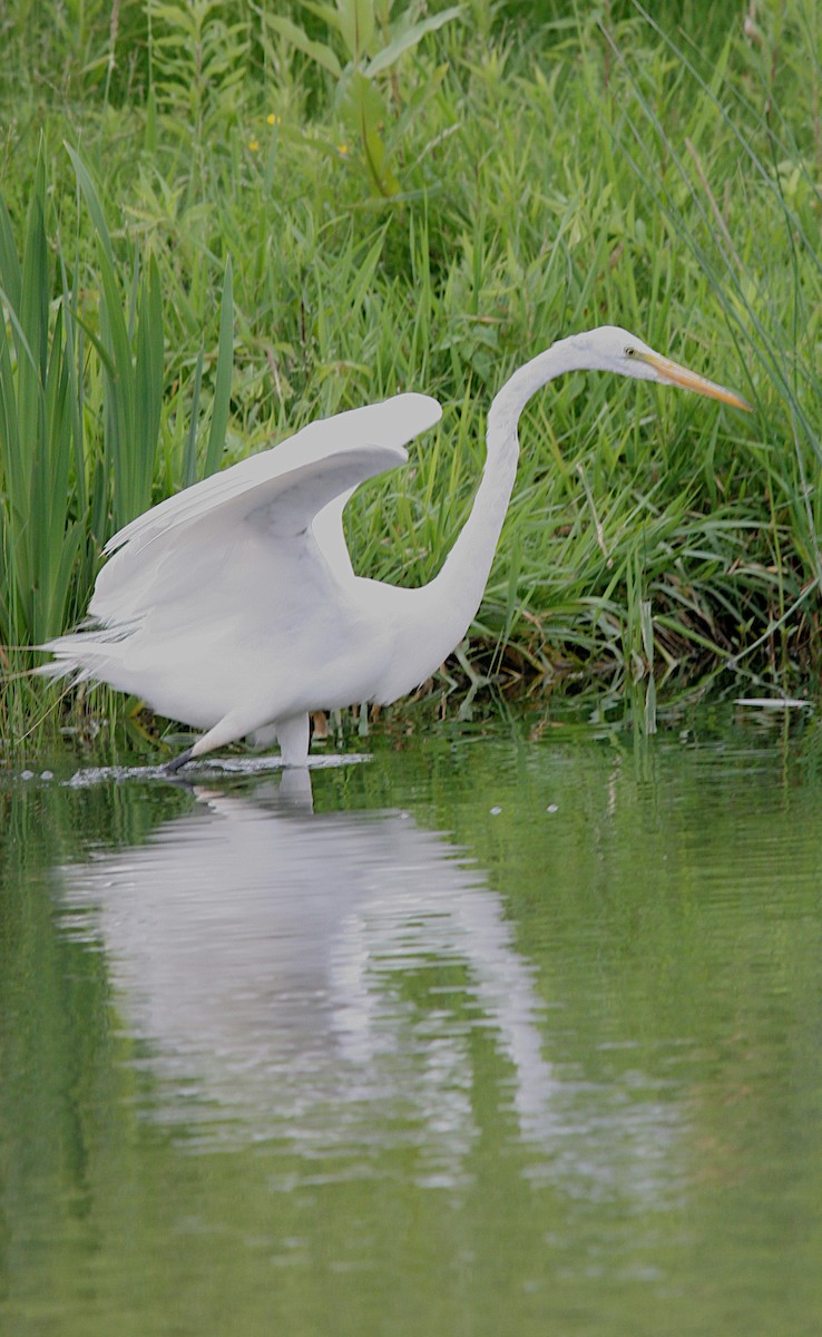 Great Egret - ML620280816