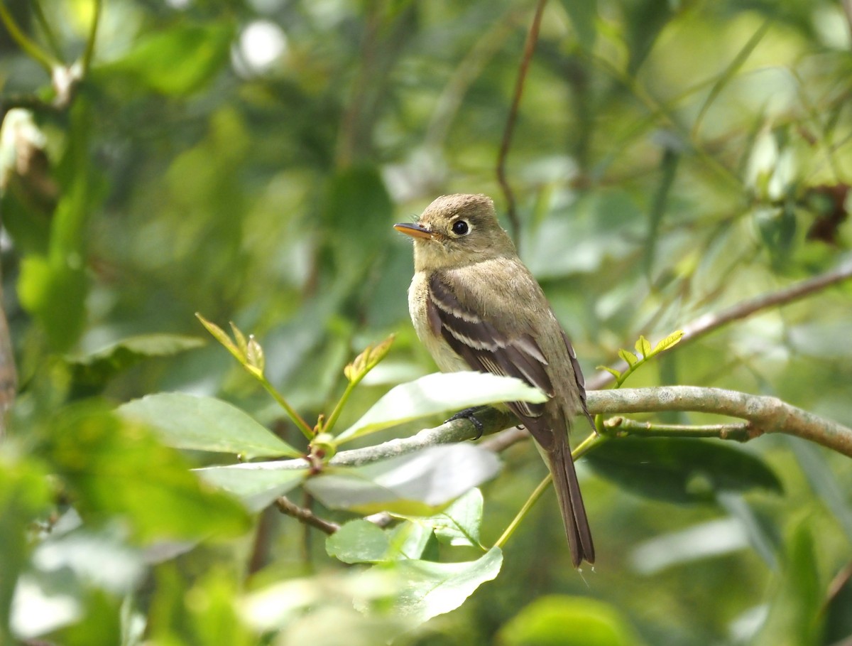 Western Flycatcher - ML620280820