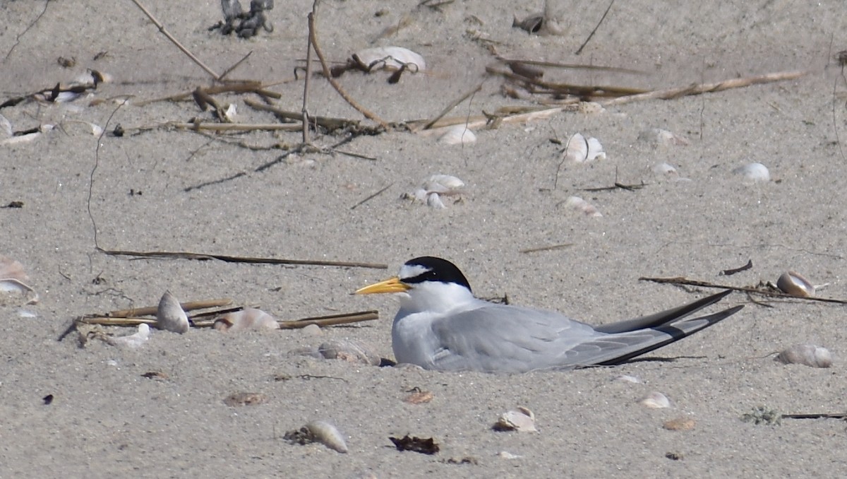 Least Tern - ML620280821