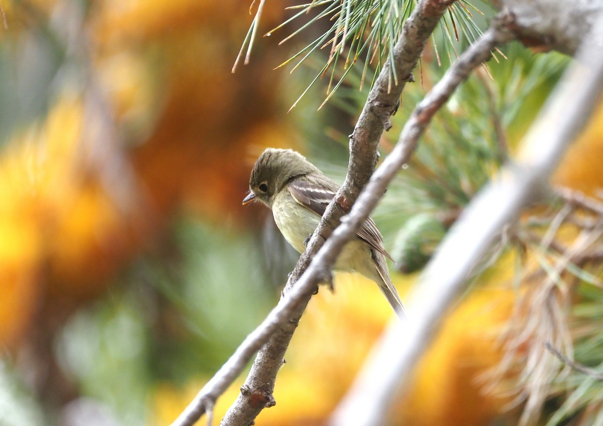 Western Flycatcher - ML620280822