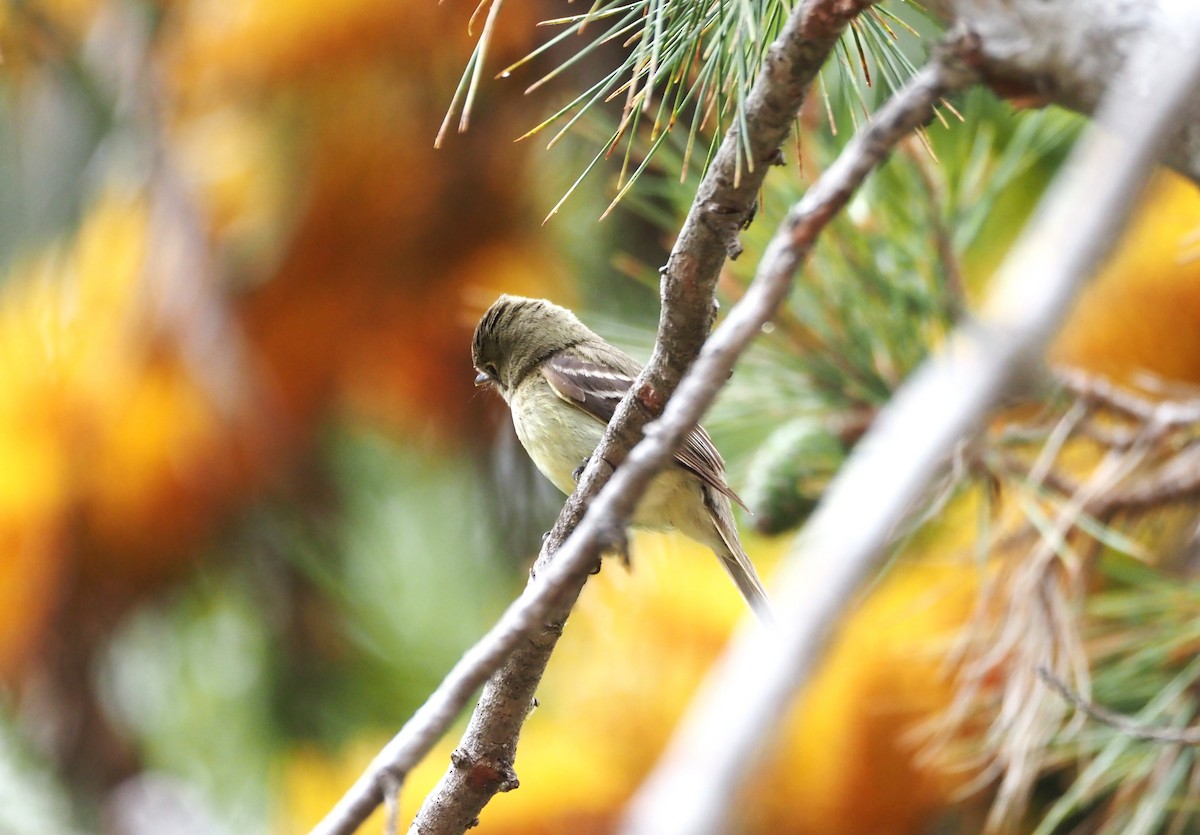 Western Flycatcher - ML620280824