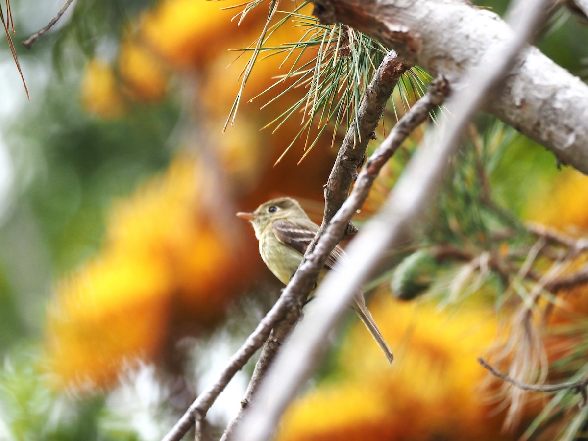 Western Flycatcher - ML620280826