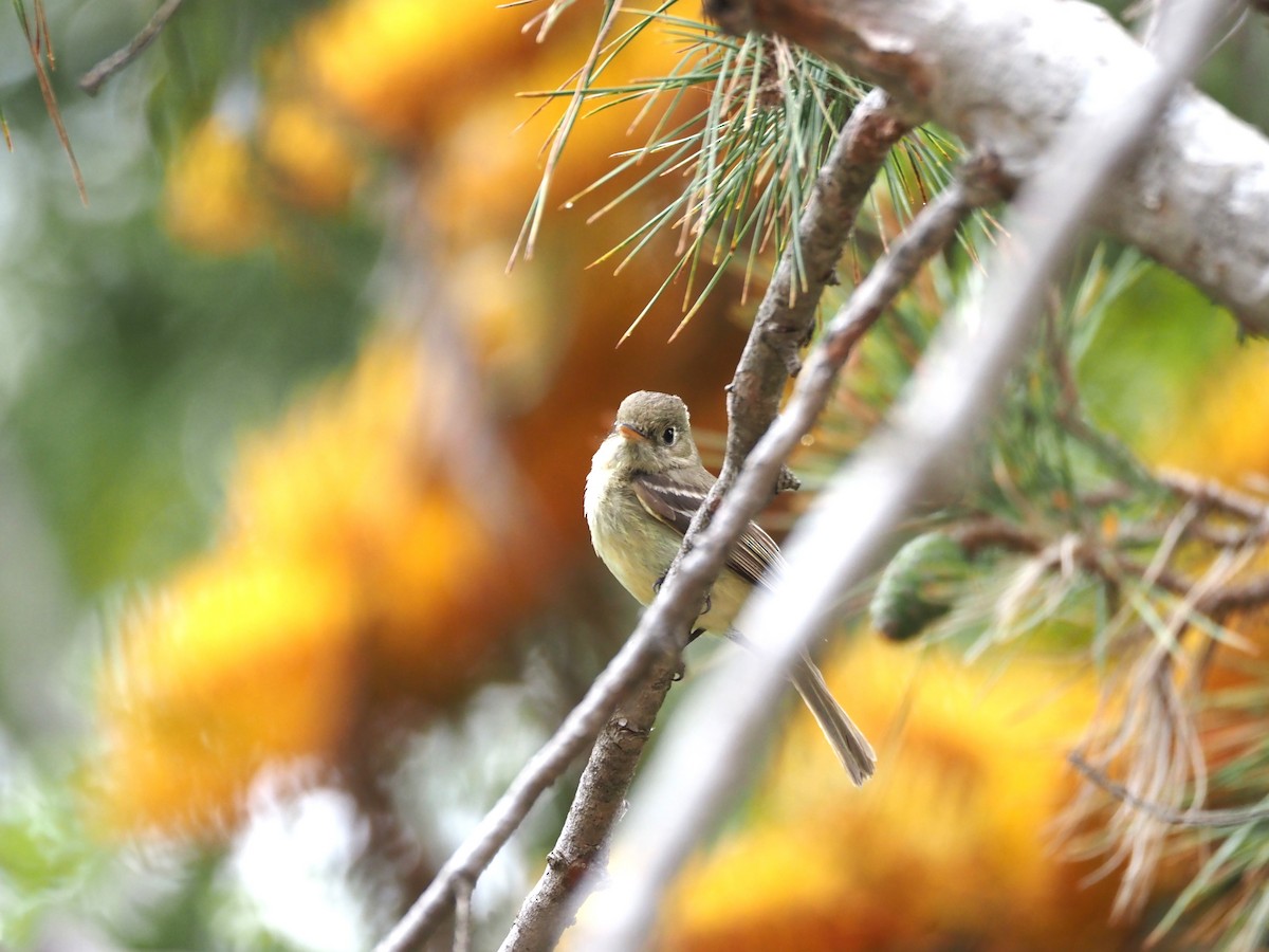 Western Flycatcher - ML620280828