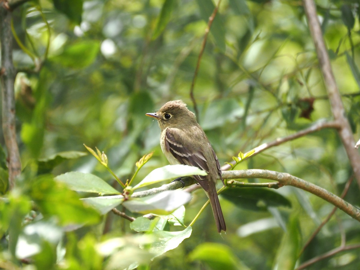 Western Flycatcher - Uma Sachdeva