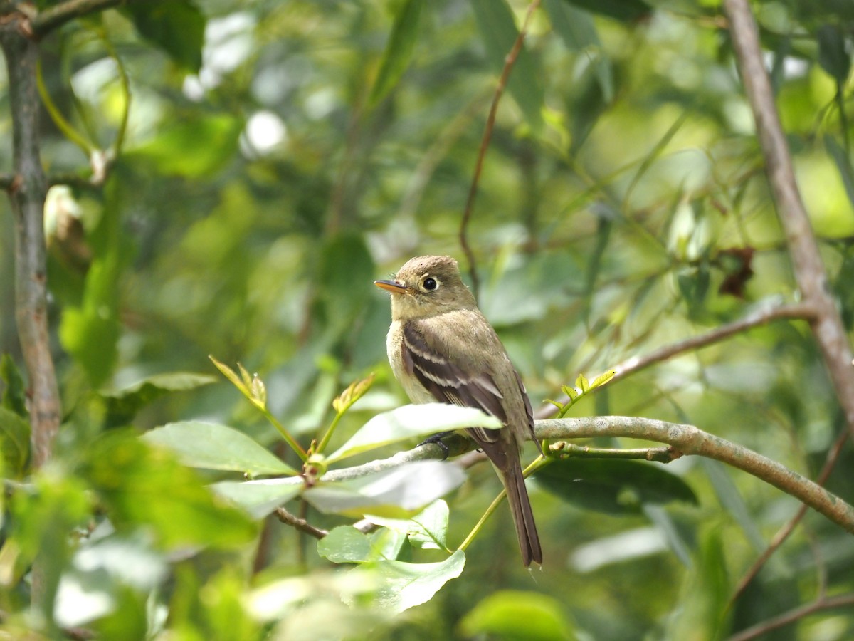 Western Flycatcher - Uma Sachdeva