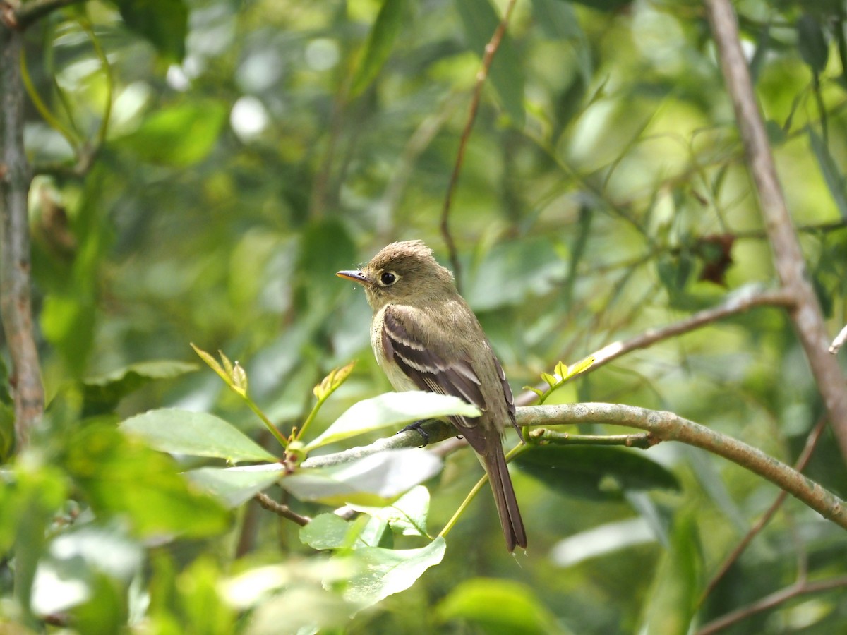 Western Flycatcher - ML620280831