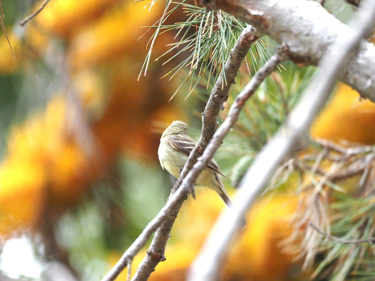 Western Flycatcher - ML620280834