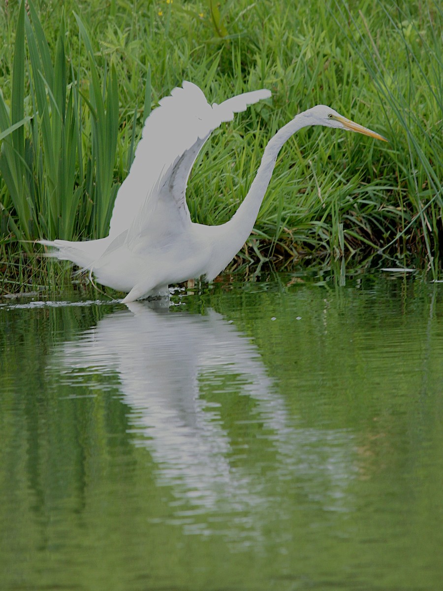 Great Egret - ML620280837