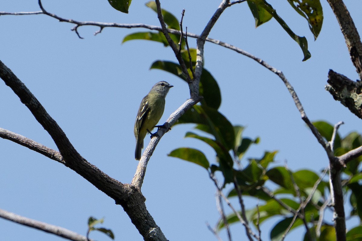 Amazonian Tyrannulet - ML620280841