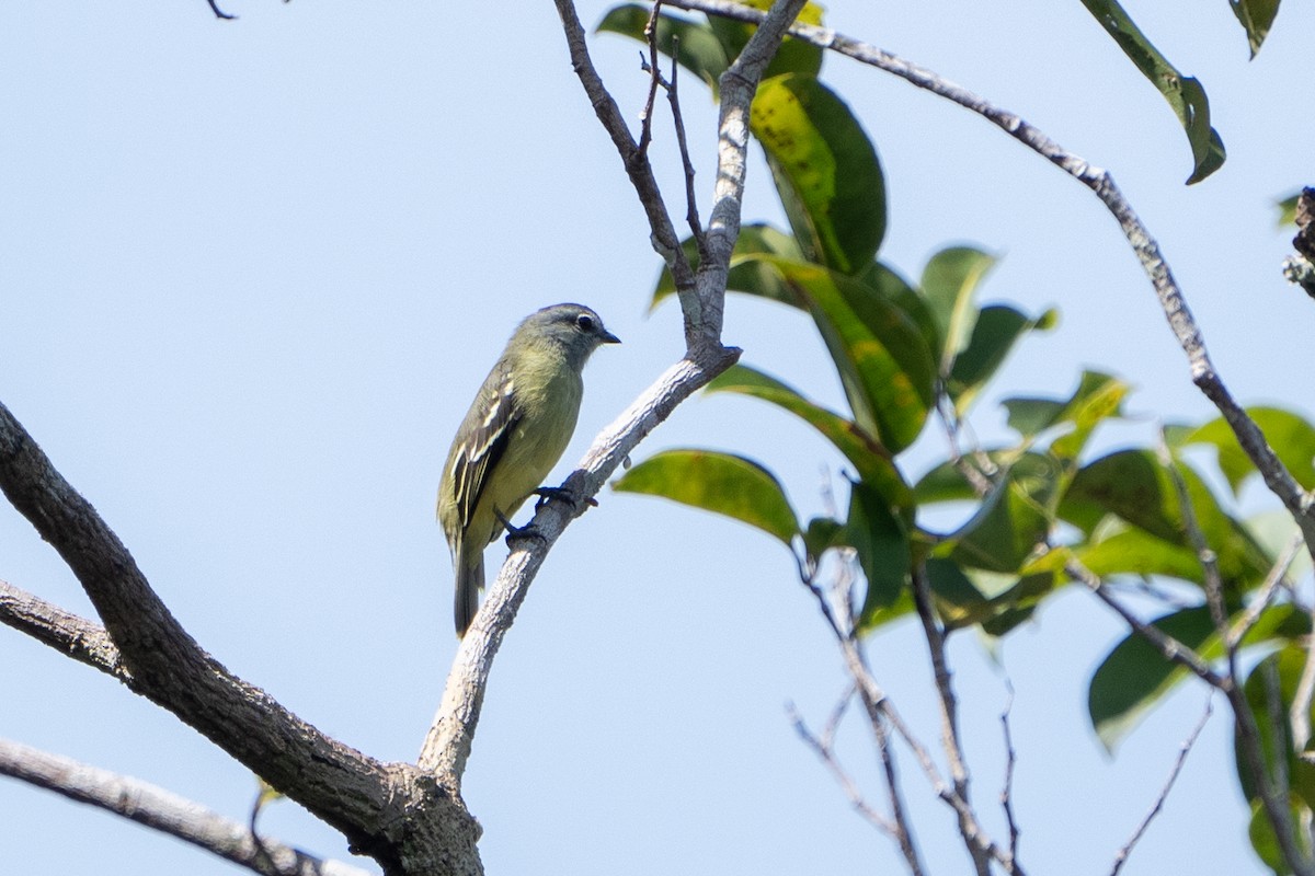 Amazonian Tyrannulet - ML620280842