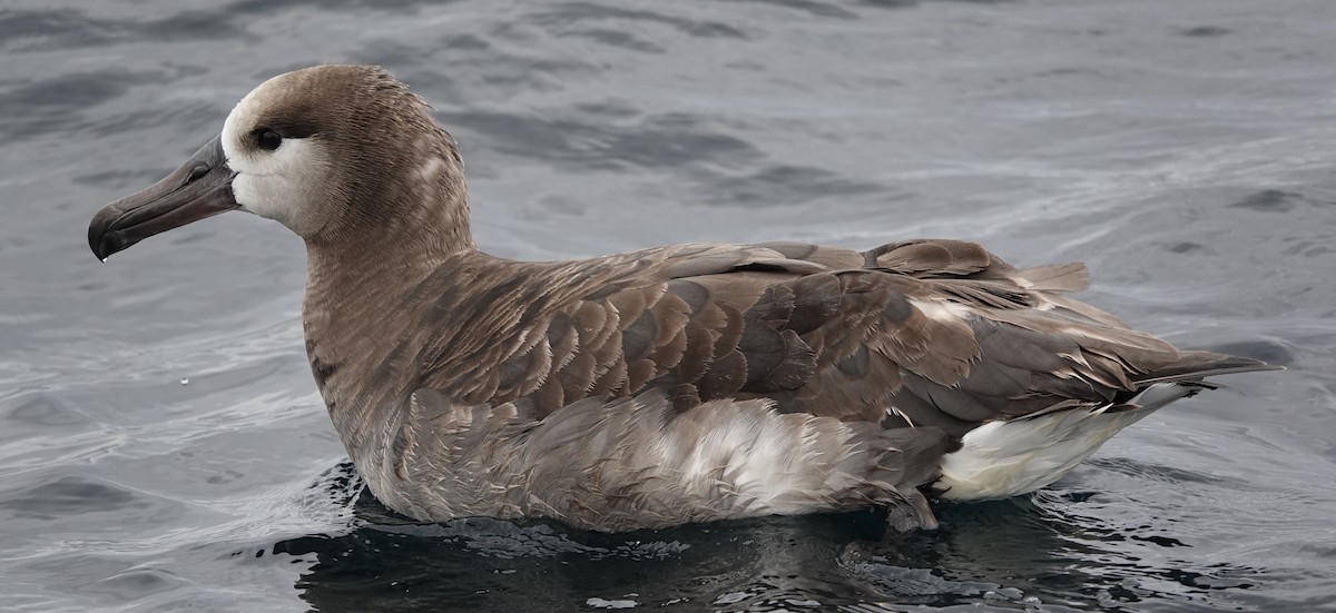 albatross sp. - ML620280844