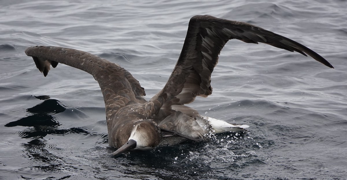 ub. albatross (Diomedeidae sp.) - ML620280845