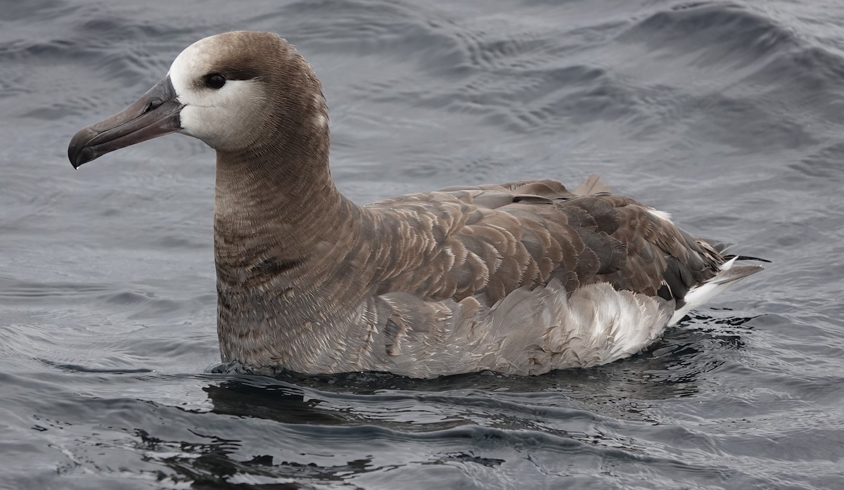 ub. albatross (Diomedeidae sp.) - ML620280846