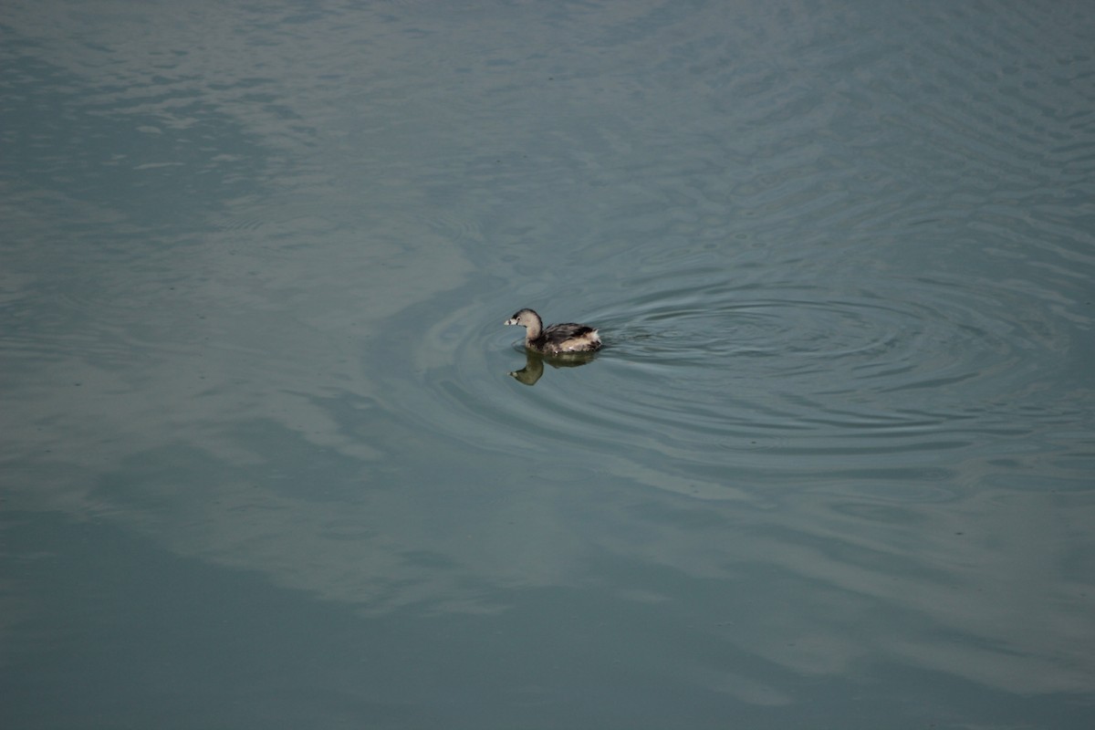 Pied-billed Grebe - ML620280848