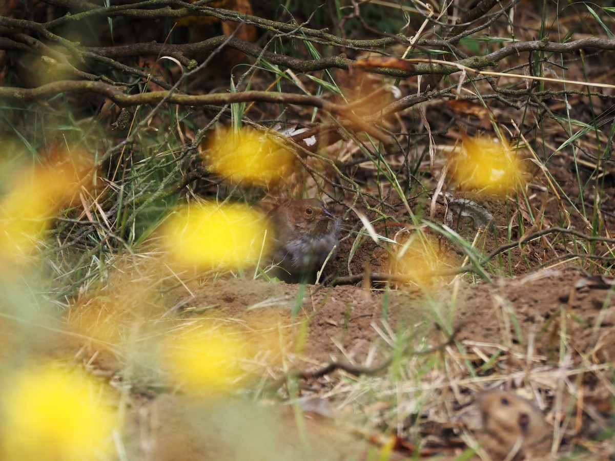 California Towhee - ML620280858